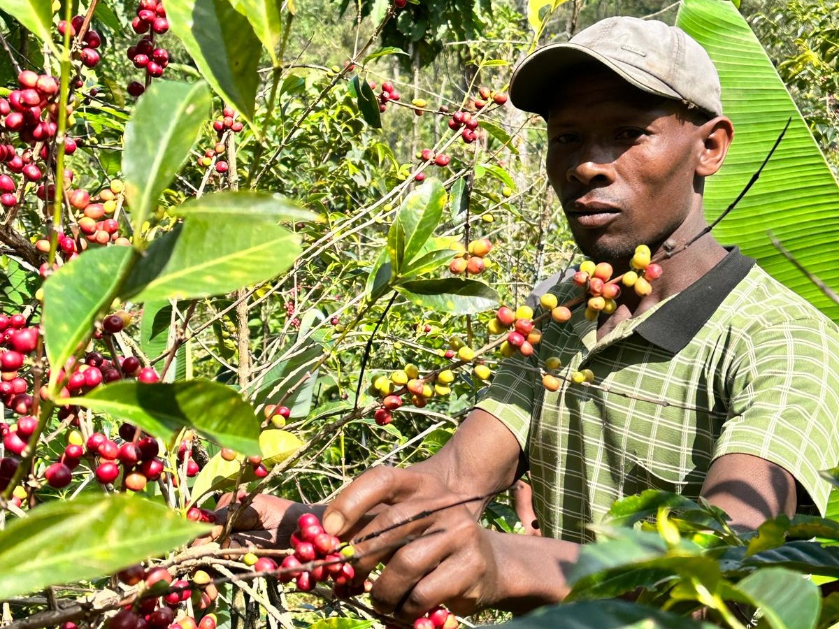 エチオピア カッファ マザーツリー ボンガ ウォッシュ G1 生豆 | 海ノ